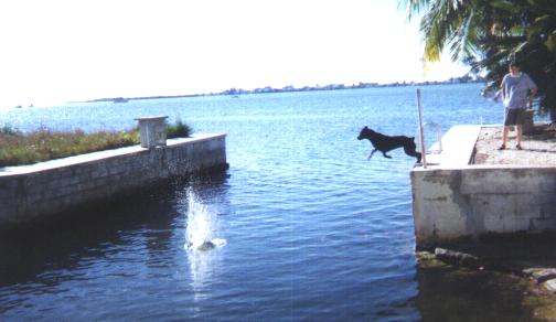 You'd think she was a Lab, not a Rott! Get that Coconut!